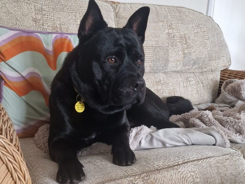 Douglas | Terrier (Staffordshire Bull) Cross | Leeds - 3