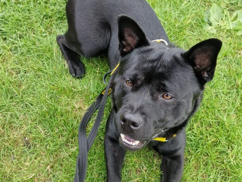 Douglas | Terrier (Staffordshire Bull) Cross | Leeds - 2