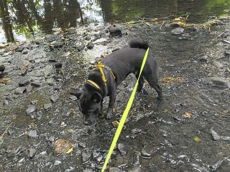 Douglas | Terrier (Staffordshire Bull) Cross | Leeds - 5