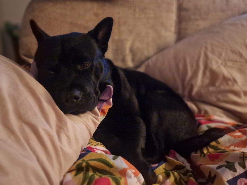 Douglas | Terrier (Staffordshire Bull) Cross | Leeds - 4