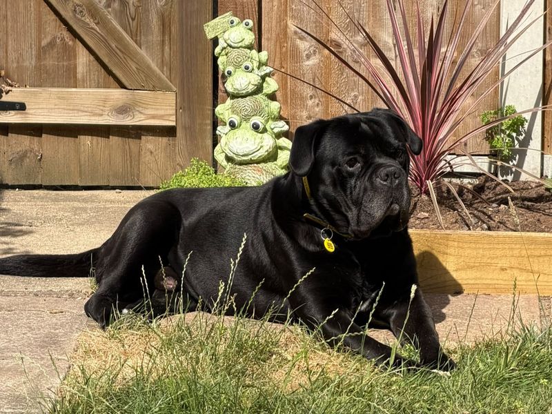 Bug | Italian Corso Dog | Harefield West London - 2