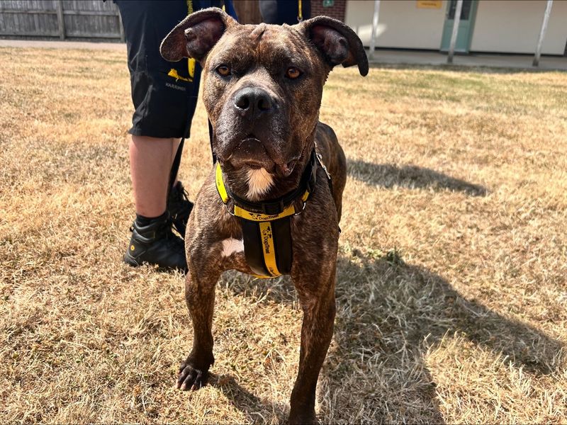 Boxer Dogs And Puppies For Adoption