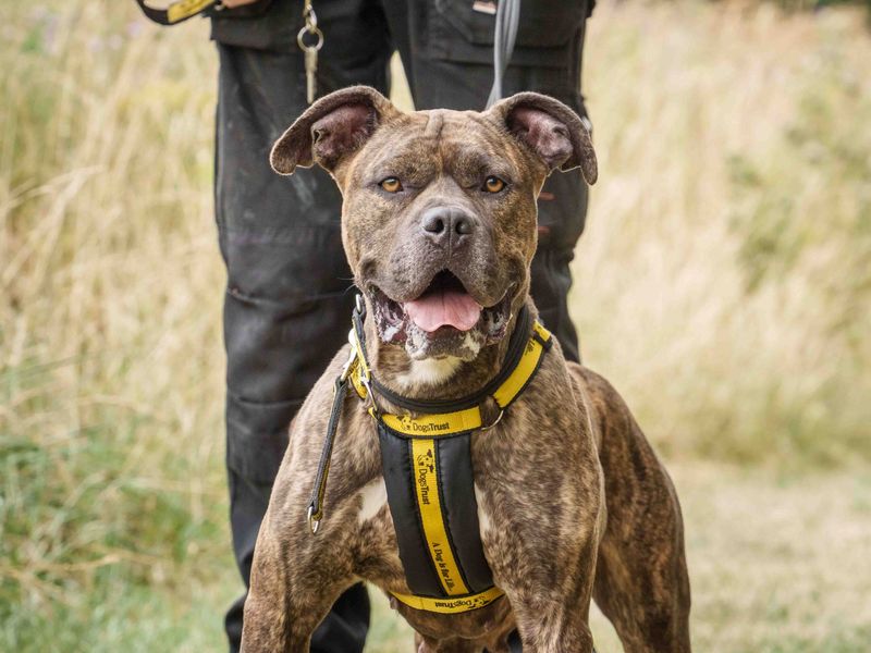 Ziah | Boxer Cross | Loughborough - 3