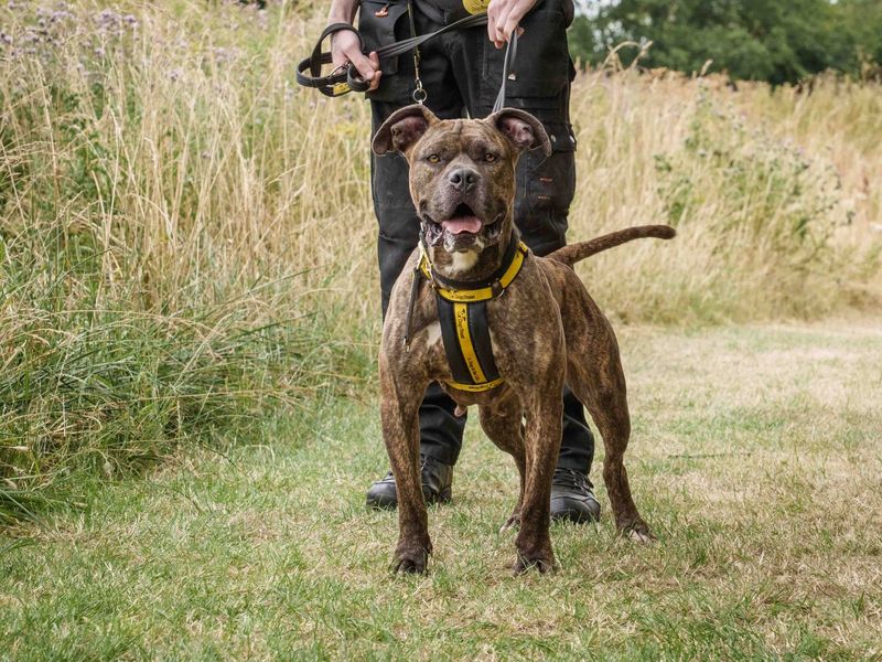 Ziah | Boxer Cross | Loughborough - 1