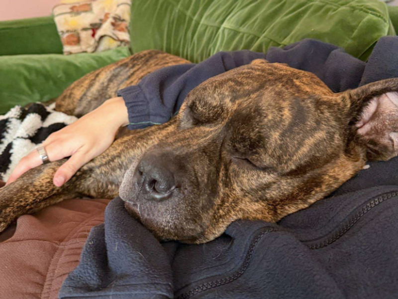 Ziah | Boxer Cross | Loughborough - 5