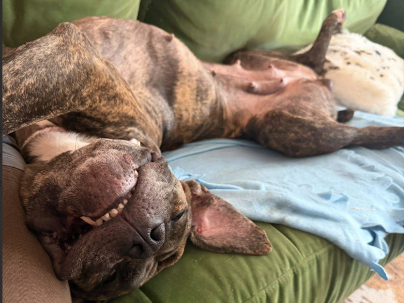 Ziah | Boxer Cross | Loughborough - 4