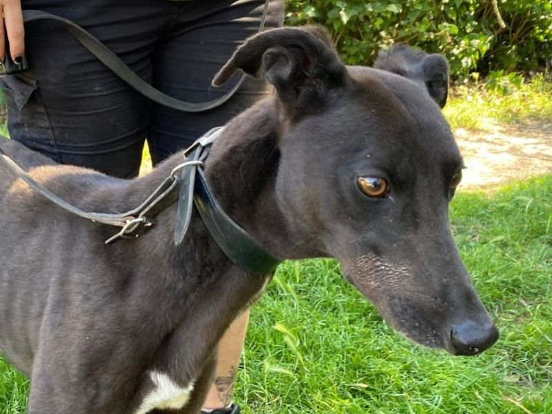 Breeze | Greyhound | Snetterton (Norfolk) - 1