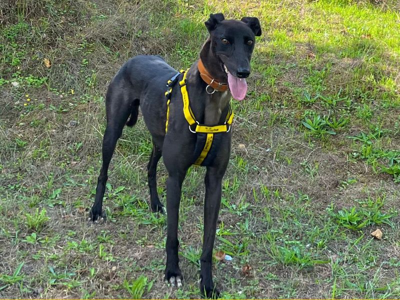 Breeze | Greyhound | Snetterton (Norfolk) - 5