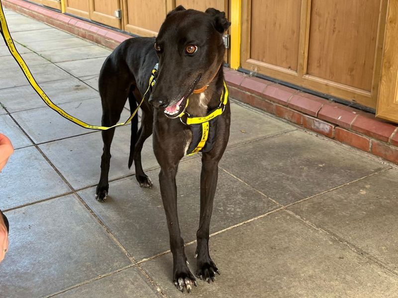 Breeze | Greyhound | Snetterton (Norfolk) - 4