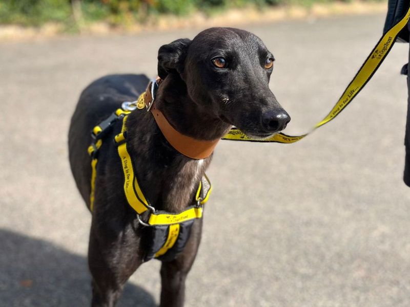 Breeze | Greyhound | Snetterton (Norfolk) - 2