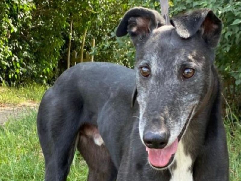 Boss | Greyhound | Snetterton (Norfolk) - 3