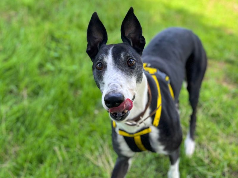 M&M | Greyhound | Snetterton (Norfolk) - 1