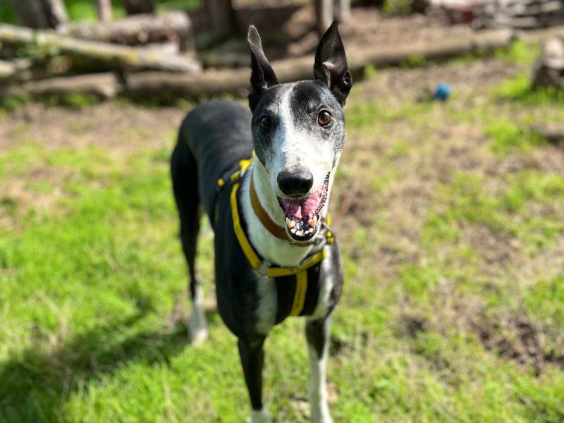 M&M | Greyhound | Snetterton (Norfolk) - 6