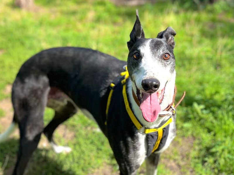 M&M | Greyhound | Snetterton (Norfolk) - 5