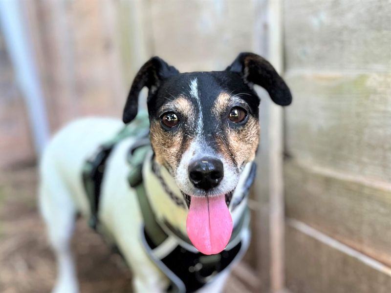 undefined | Terrier (Jack Russell) | undefined - 2