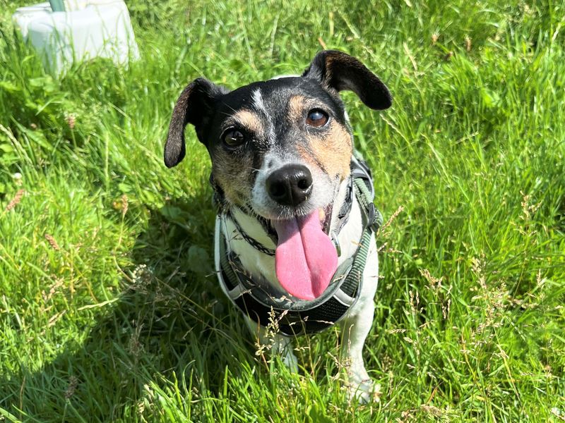 undefined | Terrier (Jack Russell) | undefined - 3