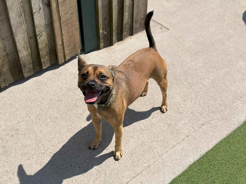 Peggy | French Bulldog Cross | Cardiff - 1
