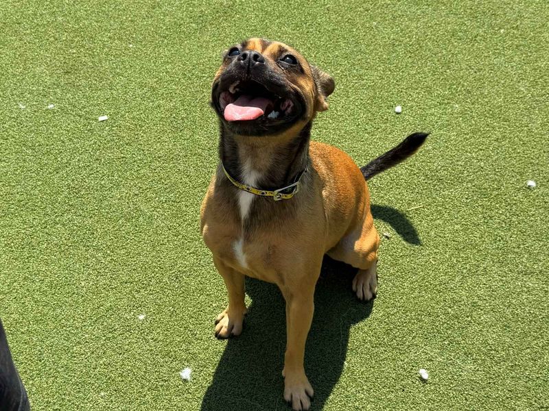 Peggy | French Bulldog Cross | Cardiff - 2