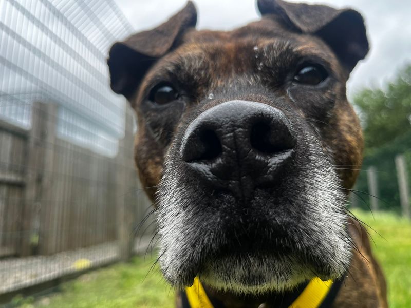 undefined | Terrier (Staffordshire Bull) | undefined - 3