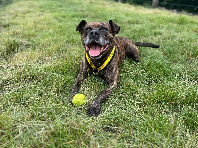 undefined | Terrier (Staffordshire Bull) | undefined - 4