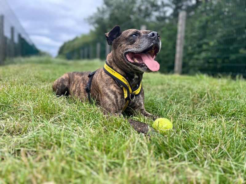 undefined | Terrier (Staffordshire Bull) | undefined - 2