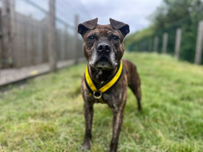 undefined | Terrier (Staffordshire Bull) | undefined - 1