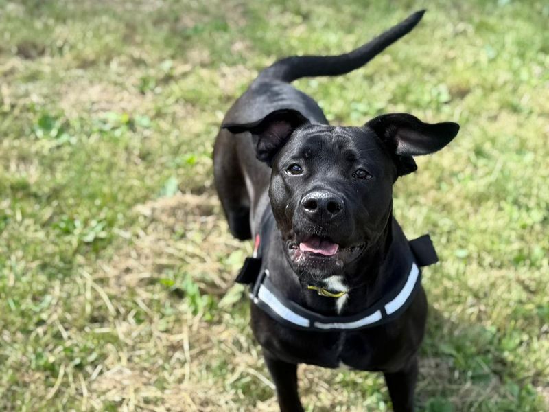 Princess | Cane Corso (see Italian Corso Dog) Cross | Shrewsbury (Shropshire) - 2