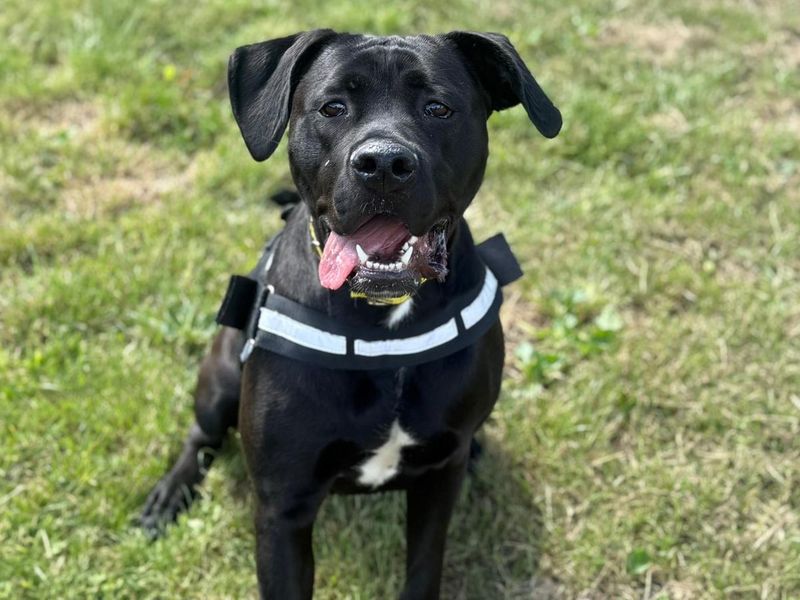Princess | Cane Corso (see Italian Corso Dog) Cross | Shrewsbury (Shropshire) - 4