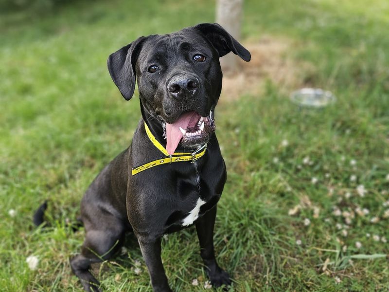 Princess | Cane Corso (see Italian Corso Dog) Cross | Shrewsbury (Shropshire) - 1