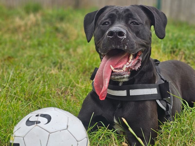Princess | Cane Corso (see Italian Corso Dog) Cross | Shrewsbury (Shropshire) - 3