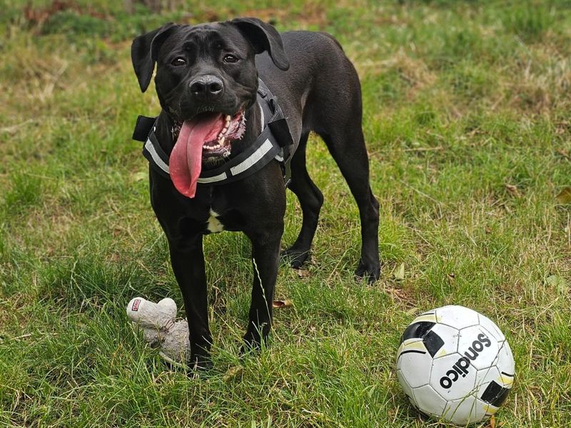 Princess | Cane Corso (see Italian Corso Dog) Cross | Shrewsbury (Shropshire) - 5