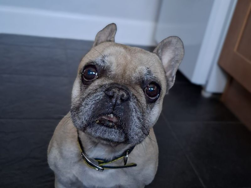 Heidi | French Bulldog | Basildon (Essex) - 2
