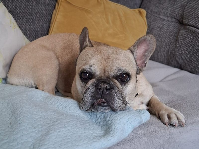 Heidi | French Bulldog | Basildon (Essex) - 3
