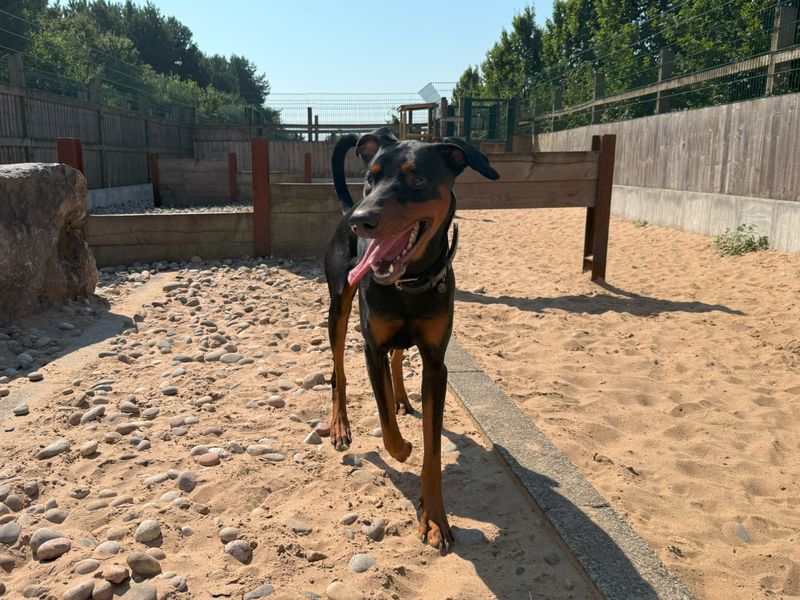 Sam Dobermann | Dobermann | Cardiff - 4