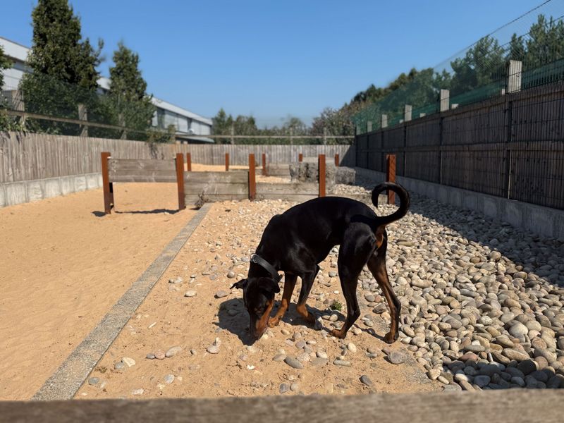 Sam Dobermann | Dobermann | Cardiff - 3