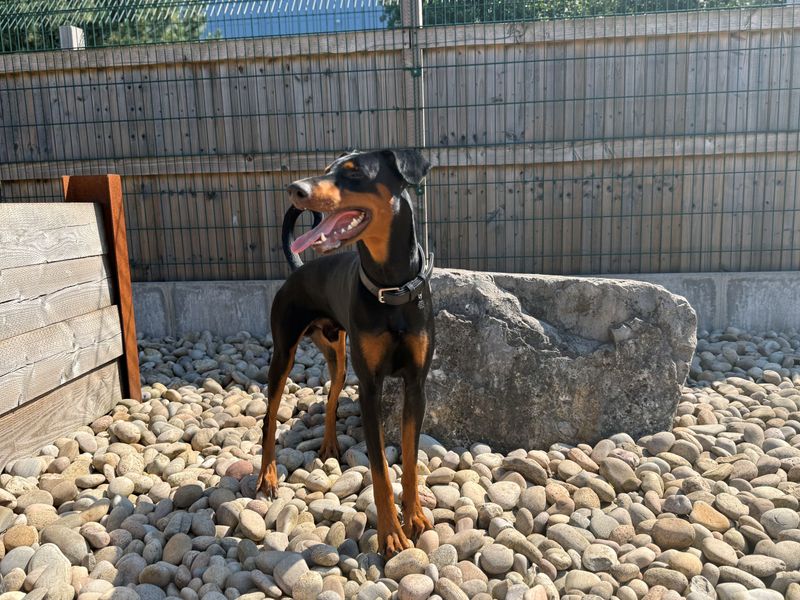 Sam Dobermann