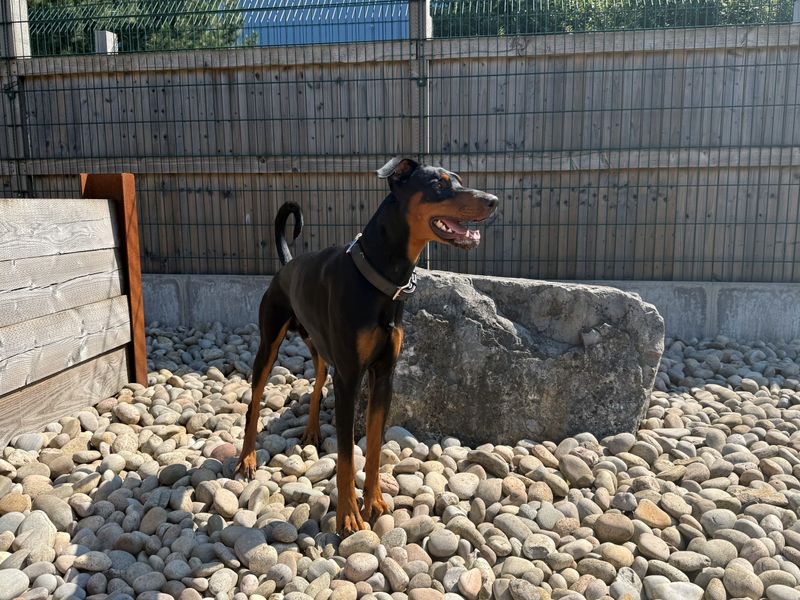 Sam Dobermann - Image 2 of 4