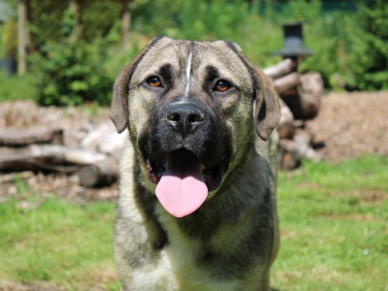 undefined | Crossbreed | undefined - 1
