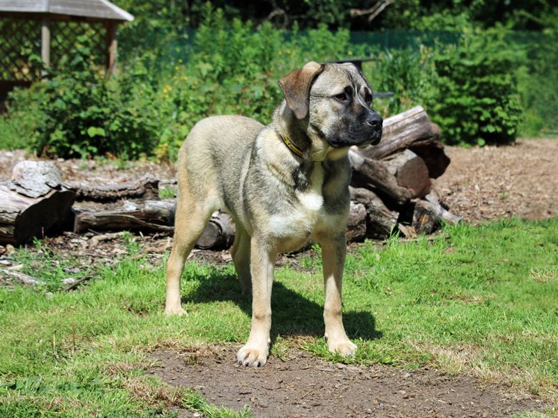 undefined | Crossbreed | undefined - 2
