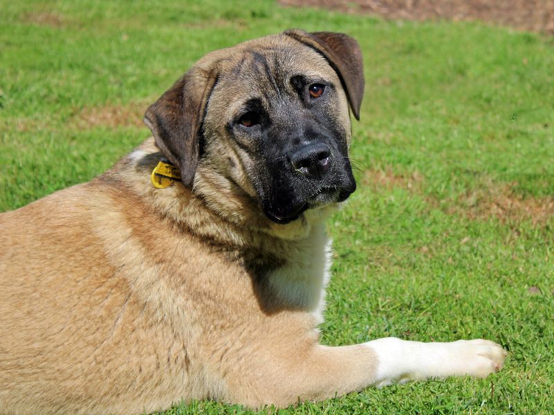 undefined | Crossbreed | undefined - 1