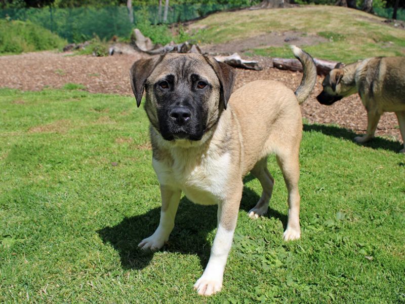 undefined | Crossbreed | undefined - 3