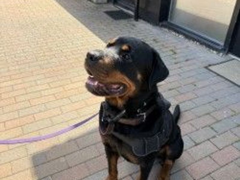 Bowie | Rottweiler | Newbury (Berkshire) - 3