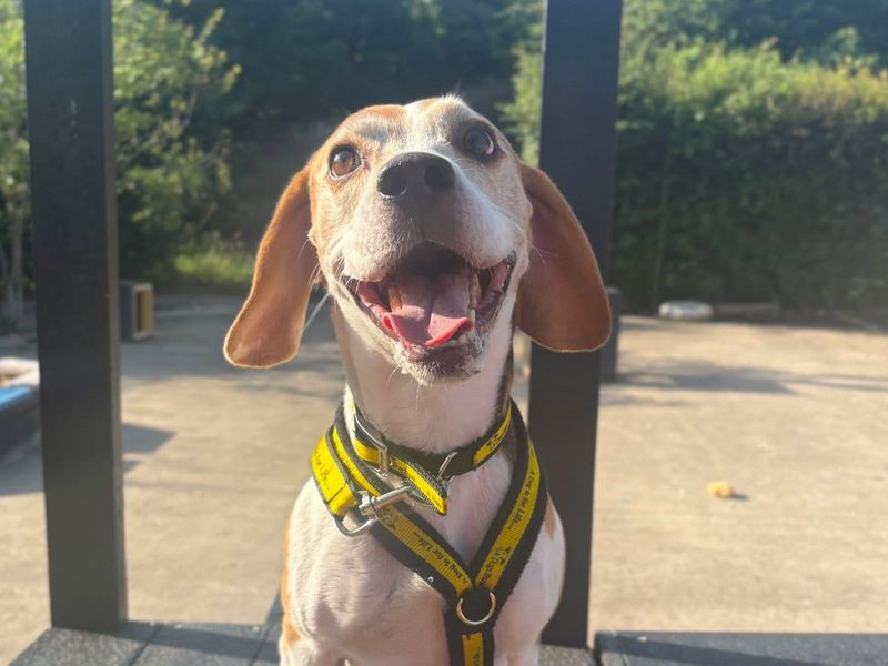 Pasta | Beagle | Harefield West London - 2