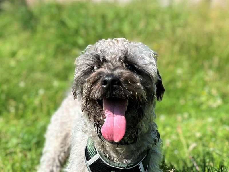 Albie - Image 2 of 2