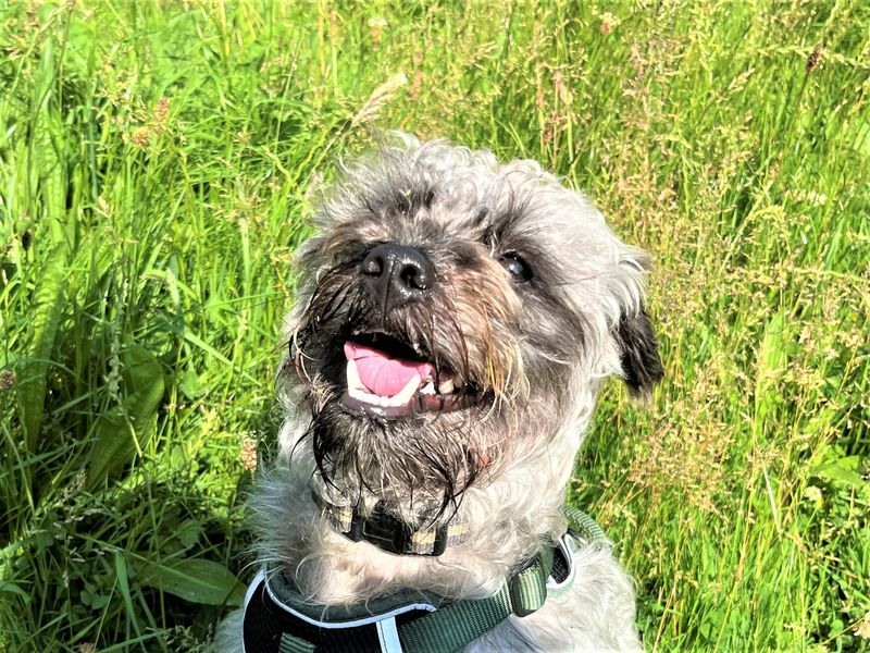 Albie