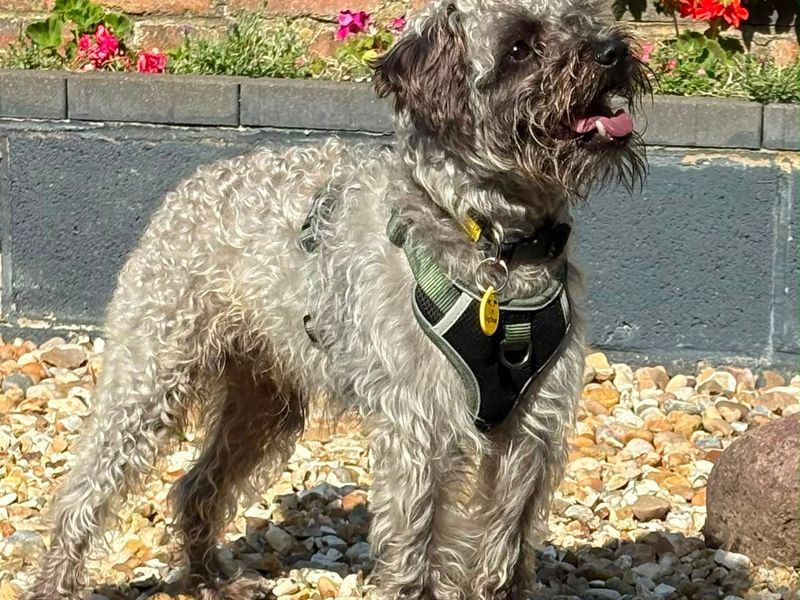 undefined | Poodle (Miniature) Cross | undefined - 2