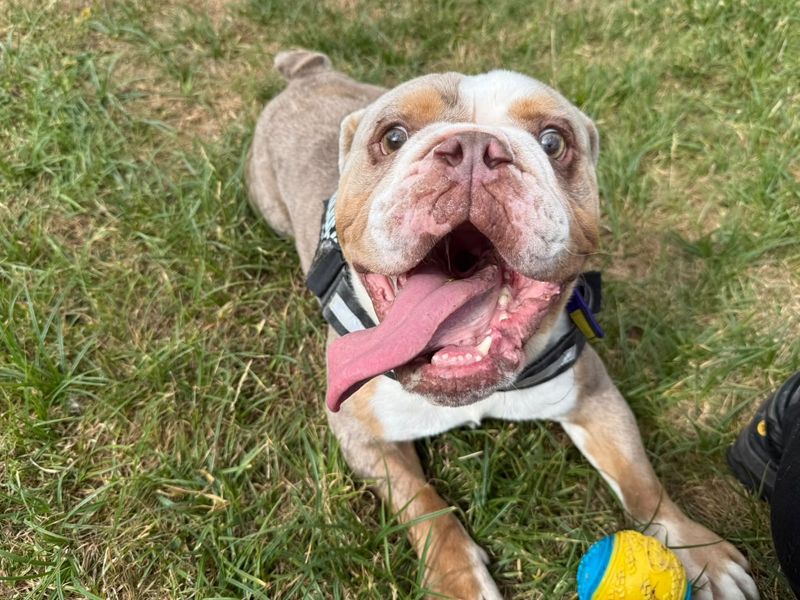 Thanos | Bulldog | Canterbury - 3