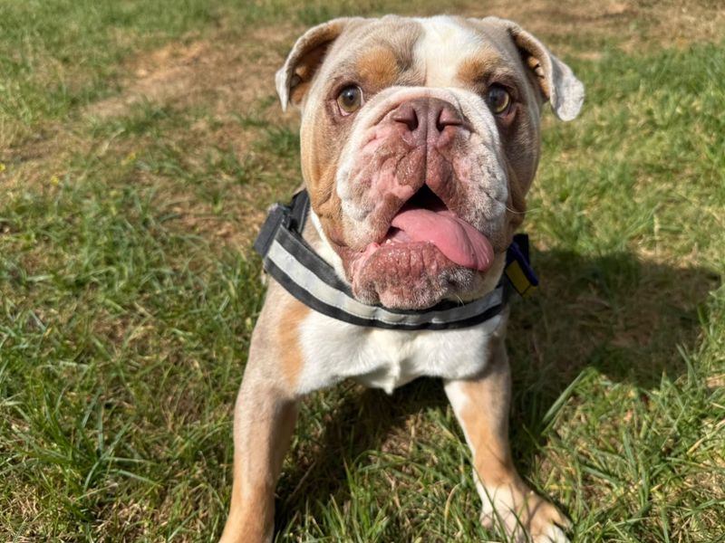 Thanos | Bulldog | Canterbury - 2