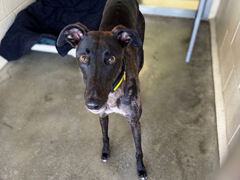 Blossom | Greyhound | Basildon (Essex) - 1