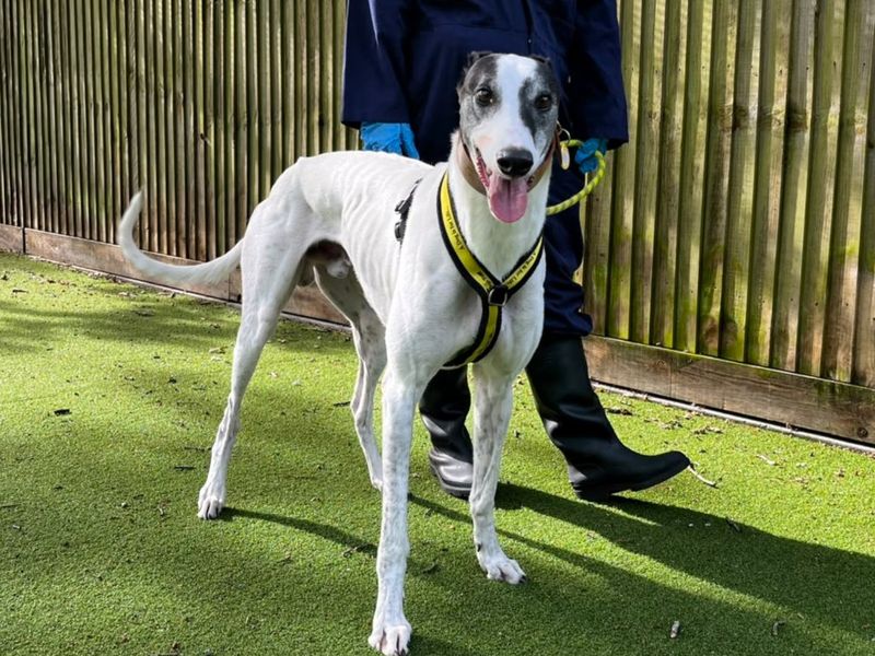 Greyhound Dogs And Puppies For Adoption